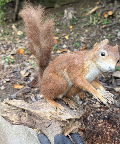 Eichhörnchen auf holzsockel - auf,