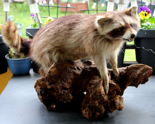 Waschbär tierpräparat auf - waschbär,