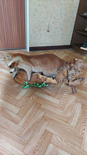 Waschbär tierpräparat - waschbär,