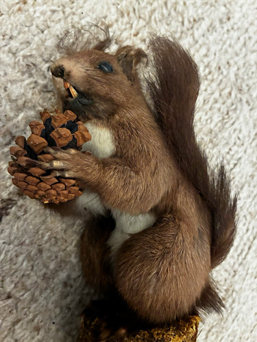 Eichhörnchen tierpräparat - „eichhörnchen,
