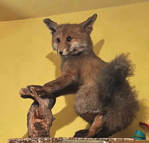 Fuchs präparat taxidermie - präparat,