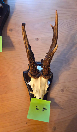 Rehschädel mit geweih auf - rehschädel,