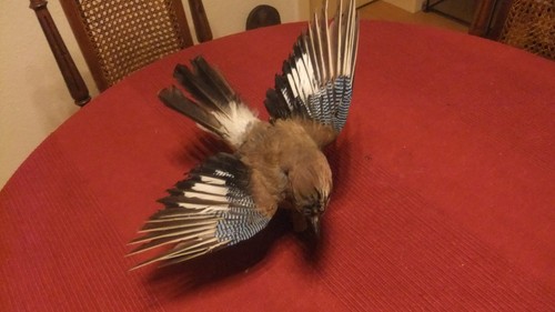Präparierter eichelhäher auf - präparierter,