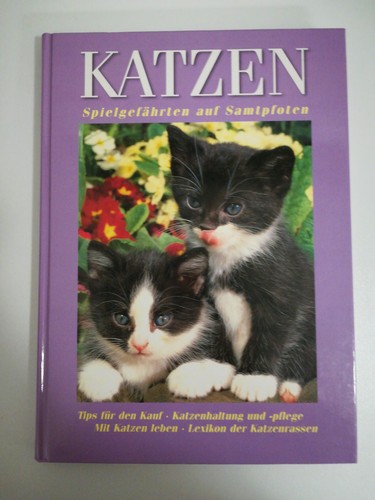 Katzen spielgefährten auf - katzen,