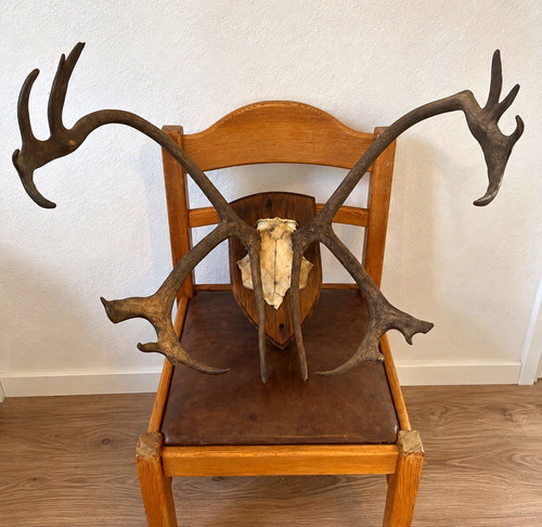 Echtes hirschgeweih auf - echtes,