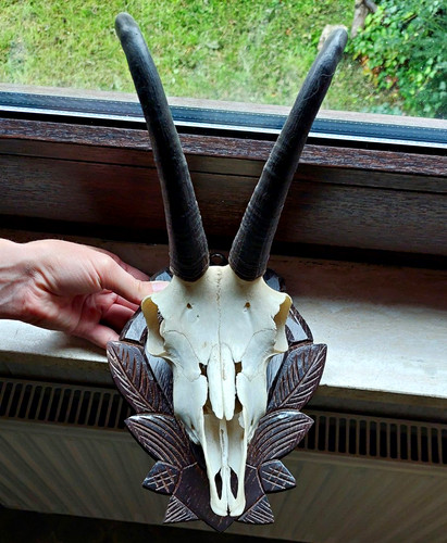 Gamstrophäe auf holzschild - gamstrophäe,