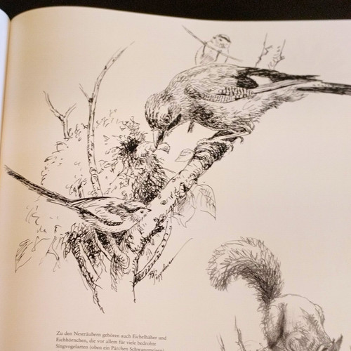 Vögel auf ästen - auf, –