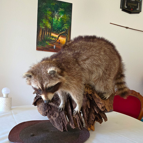 Waschbär präparat - waschbär,